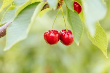 Avustralya 'da Ağaç Üstünde Taze Kirazlar