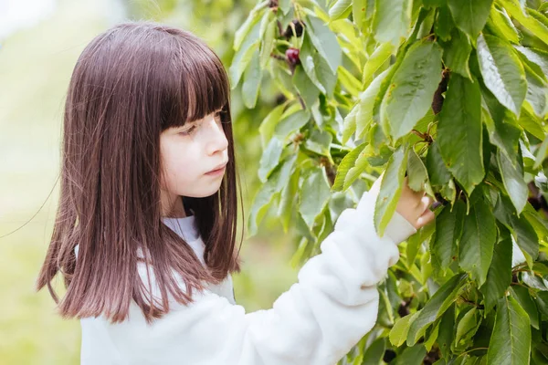 Avustralya 'da Ağaç Üstünde Taze Kirazlar