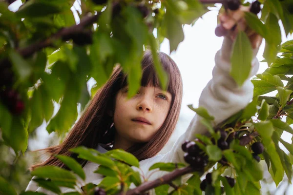 Fresh Cherries on a Tree in Australia — Stock Photo, Image