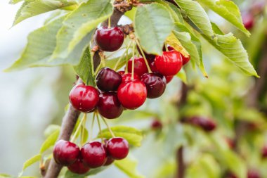 Avustralya 'da Ağaç Üstünde Taze Kirazlar