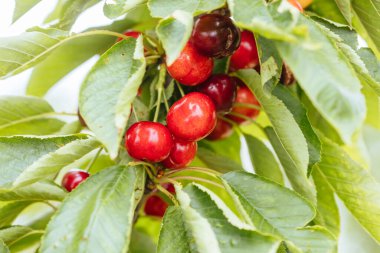 Avustralya 'da Ağaç Üstünde Taze Kirazlar