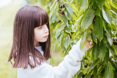 Avustralya 'da Ağaç Üstünde Taze Kirazlar