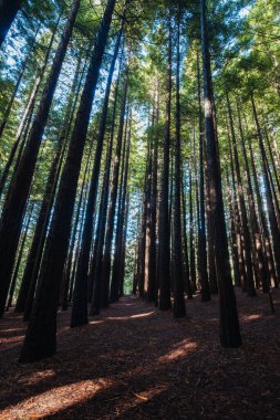 Avustralya 'daki Çimento Deresi Sekoya Ormanı