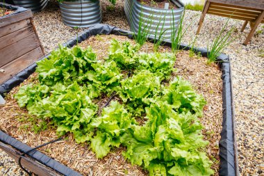 Avustralya 'daki Kırsal Bahçe Alanı