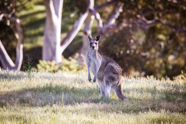 Vilda kängurur i Australien — Stockfoto