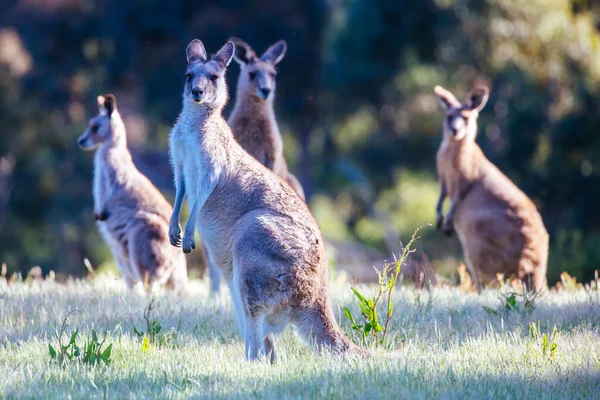 Kangourous sauvages en Australie — Photo