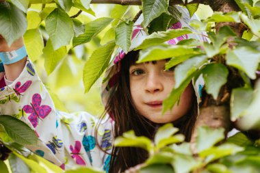 Avustralya 'da Ağaç Üstünde Taze Kirazlar