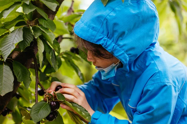 Fresh Cherries on a Tree in Australia — Stock Photo, Image