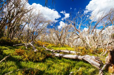Yaz aylarında Buller Dağı Yürüyüşü ve Bisiklet Yolları