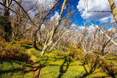Yaz aylarında Buller Dağı Yürüyüşü ve Bisiklet Yolları