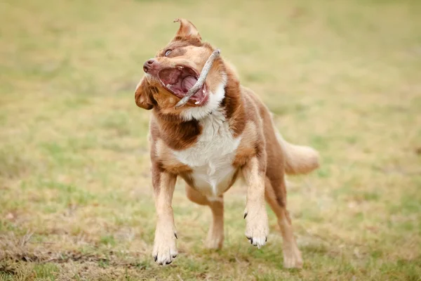 Australia Kelpie Dog di Australia — Stok Foto