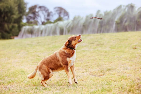 Australian Kelpie Dog in Australia — Stock Photo, Image