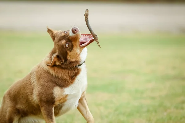 オーストラリアのケルピー犬 — ストック写真