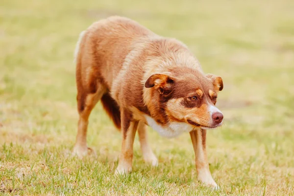 Australischer Kelpie-Hund in Australien — Stockfoto