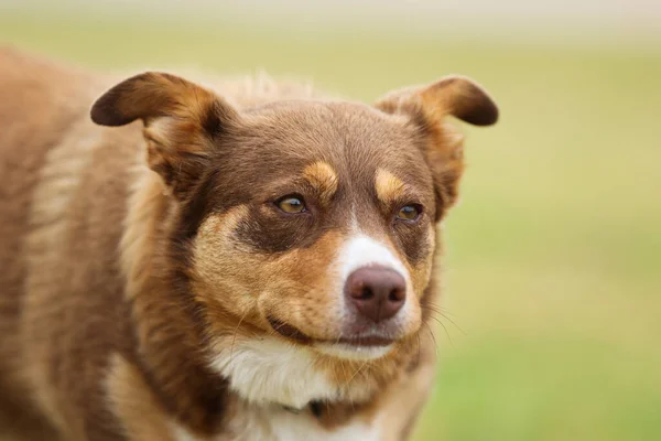 Australian Kelpie Dog in Australia — Stock Photo, Image