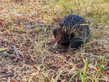 Victoria Avustralya 'da Echidna' yı evcilleştir