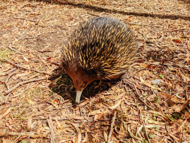 Victoria Avustralya 'da Echidna' yı evcilleştir