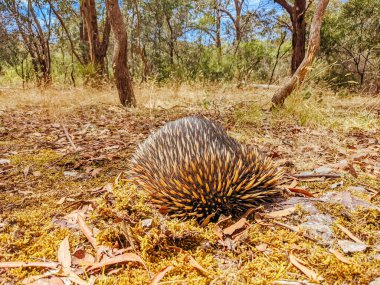 Victoria Avustralya 'da Echidna' yı evcilleştir
