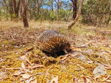 Victoria Avustralya 'da Echidna' yı evcilleştir