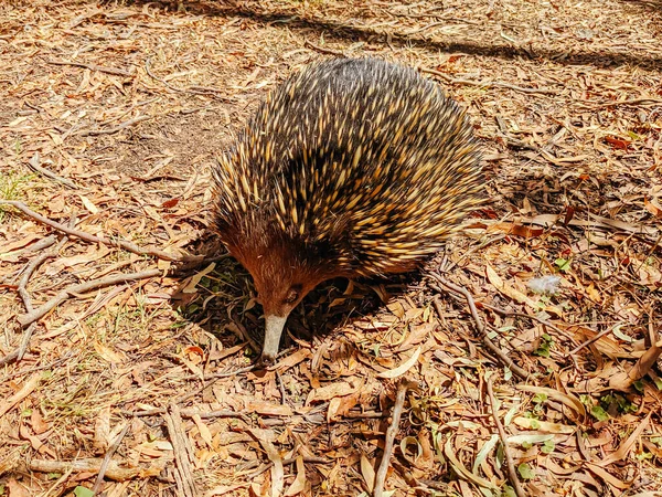 Victoria Avustralya 'da Echidna' yı evcilleştir