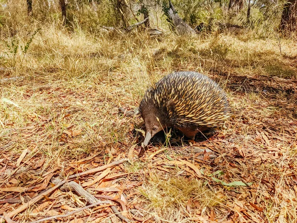 Victoria Avustralya 'da Echidna' yı evcilleştir