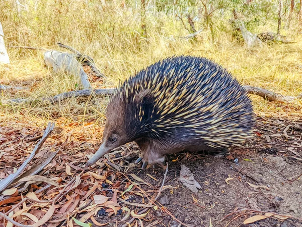 Victoria Avustralya 'da Echidna' yı evcilleştir