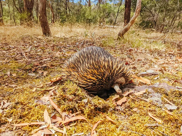 Victoria Avustralya 'da Echidna' yı evcilleştir