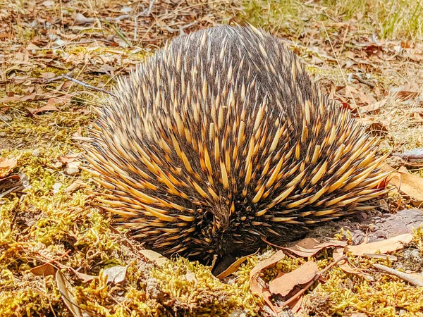 Victoria Avustralya 'da Echidna' yı evcilleştir