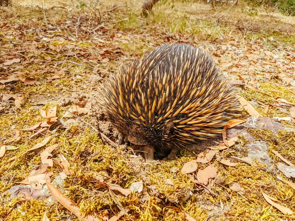 Victoria Avustralya 'da Echidna' yı evcilleştir