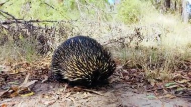 Victoria Avustralya 'da Echidna' yı evcilleştir