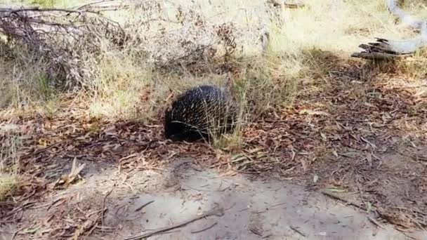 澳大利亚维多利亚州的Tame Echidna — 图库视频影像