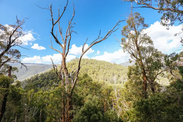 Sugarloaf Peak Hike vicino Marysville in Australia — Foto Stock