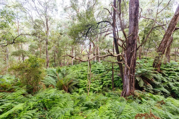 Twee baaien Wandelpad in Australië — Stockfoto