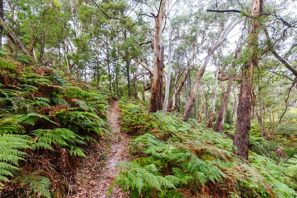 Two Bays Walking Track in Australia — Stock Photo, Image