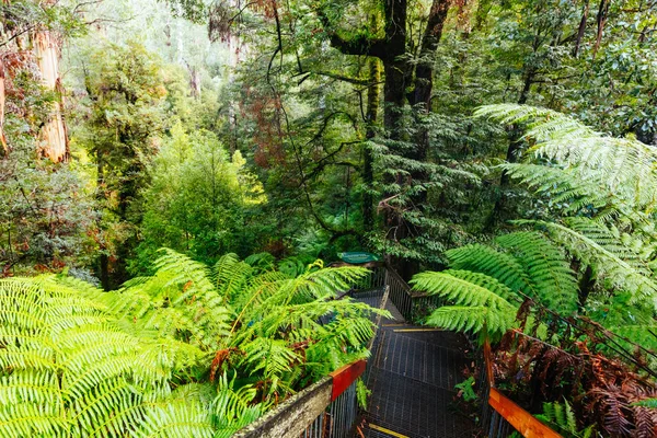 Galeria Rainforest Warburton em Victoria Austrália — Fotografia de Stock