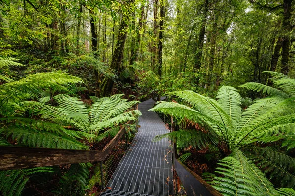 Rainforest Gallery Warburton in Victoria Australië — Stockfoto