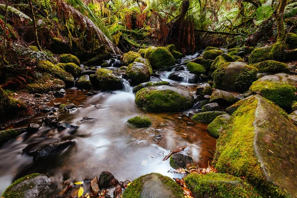 Rainforest Gallery Warburton a Victoria Australia — Foto Stock