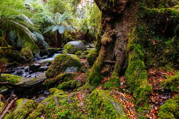 Rainforest Gallery Warburton in Victoria Australia — Stock Photo, Image