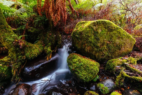 澳大利亚维多利亚州沃伯顿雨林画廊 — 图库照片