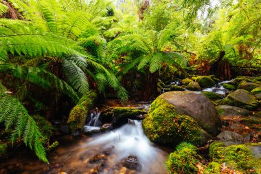 Victoria Avustralya 'daki Warburton Yağmur Ormanları Galerisi