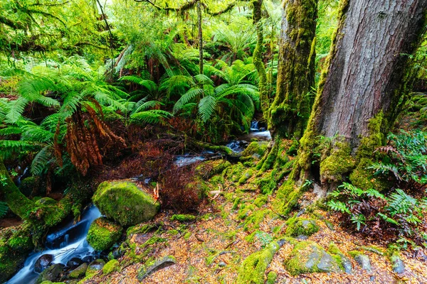 Victoria Avustralya 'daki Warburton Yağmur Ormanları Galerisi — Stok fotoğraf