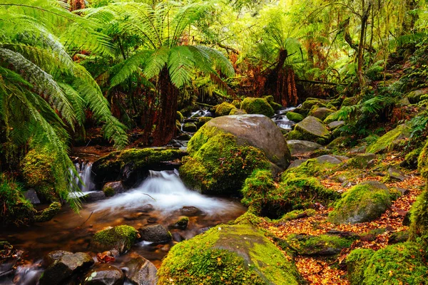 Victoria Avustralya 'daki Warburton Yağmur Ormanları Galerisi — Stok fotoğraf