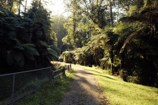OShannassy Aqueduct Trail bij Warburton in Victoria Australië — Stockfoto