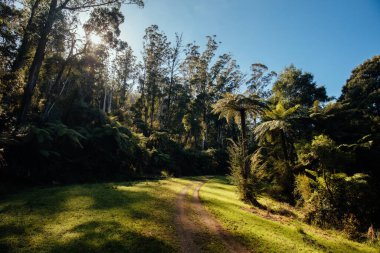 Victoria Avustralya 'da Warburton yakınlarındaki OShannassy Aqueduct Yolu.