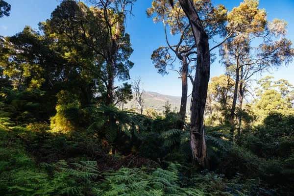 OShannassy Aqueduct Trail near Warburton in Victoria Australia — Stock Photo, Image