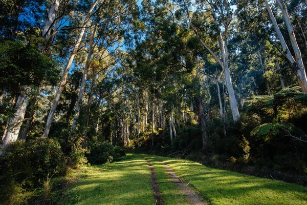 OShannassy Aquädukt Trail bei Warburton in Victoria Australien — Stockfoto