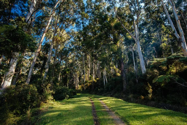 OShannassy Aqueduct Trail near Warburton in Victoria Australia — Stock Photo, Image