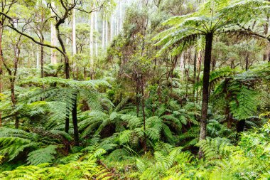 Warburton Avustralya 'da La Şelale