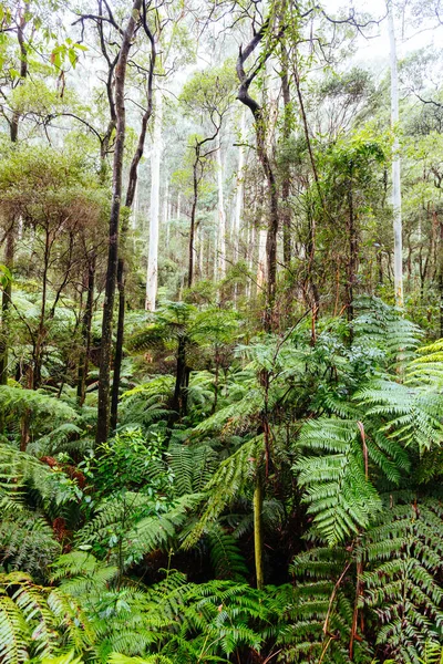 La La Falls ve Warburtonu Austrálie — Stock fotografie