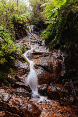 Warburton Avustralya 'da La Şelale